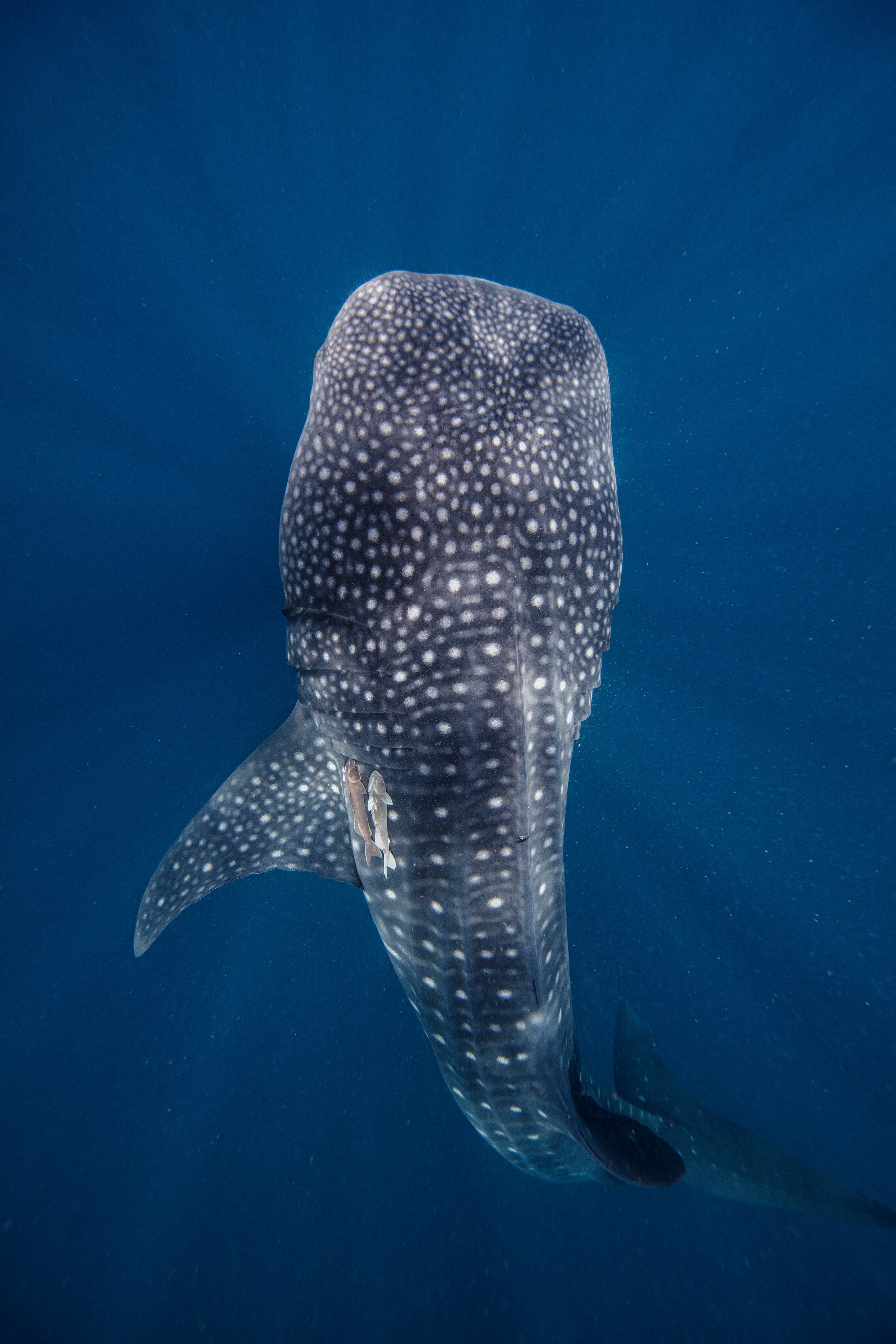 Whale shark swimming
